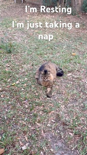 I’m just taking a nap🐈‍⬛🐈😺