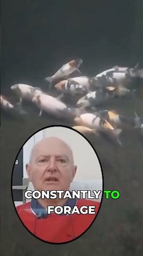 Koi Have No Stomach? Secret to Faster Growth!