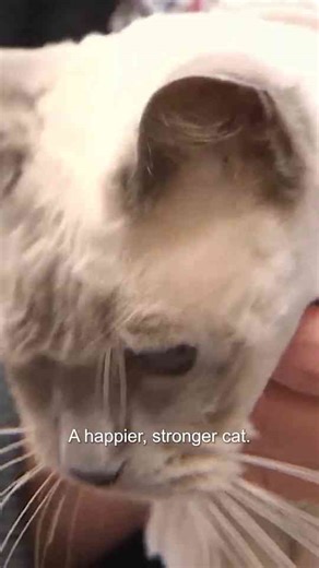 Inside the top 5 deadliest tick removal cases ever recorded