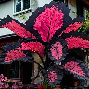 Dusty Pink Leaf Taro – 100 Ornamental Colocasia Seeds for Balcony, Courtyard & Decorative Home Landscaping - Etsy