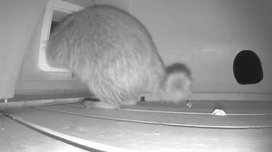 Watch SureFlap Microchip dualscan cat Door keeping raccoon out on Amazon Live