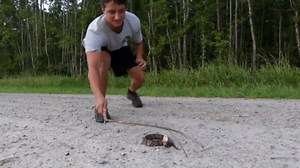 Cottonmouth Snake Explained—Habitat, Venom, Behavior, And More