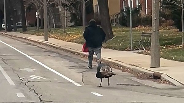 Turkey chases man across road in post-Thanksgiving vengeance