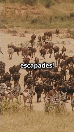 Wildebeest Migration is Africa's MOST EPIC Wildlife Adventure!