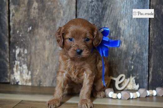 Sask - Cavapoo Puppy 44C179