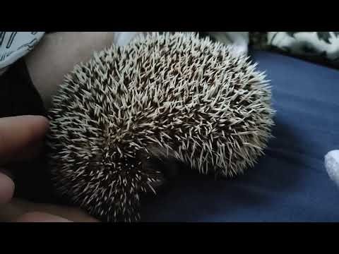 Angry hedgehog sounds
