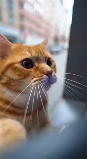 “This Cat Updated to Version 2.0… and It’s a Problem 🐱💻”