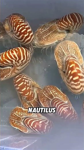 Nautiluses are not extinct#animals #funnyanimal #funny #cute #nautilus