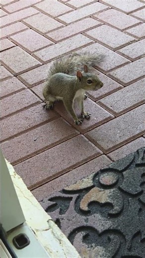 Scaredy Finds Her Way Back #squirrel #squirrels #wildlife #squirrelfriend