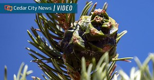 A poor year for pine nuts? Here’s what Southern Utahns should know before heading out to gather
