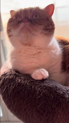 #エキゾチックショートヘアー #猫毛繕い#むーちゃん #猫のいる暮らし #cute #猫好きさんと繋がりたい