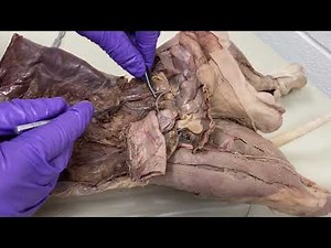 Dissection of Inguinal Canal in the dog