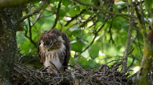 Premiers essais de vol d’une buse