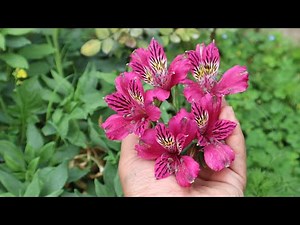 How to germinate Alstroemeria seeds - Inca Lily - Astromelia - Peruvian Lily