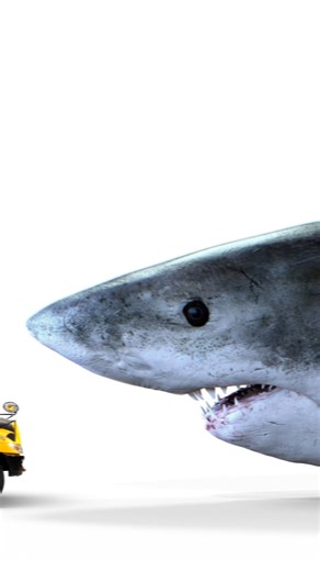 Come face-to-face with a life-size Megalodon and dive into the story of this ocean giant at our newest exhibition, Sharks. | Royal Ontario Museum