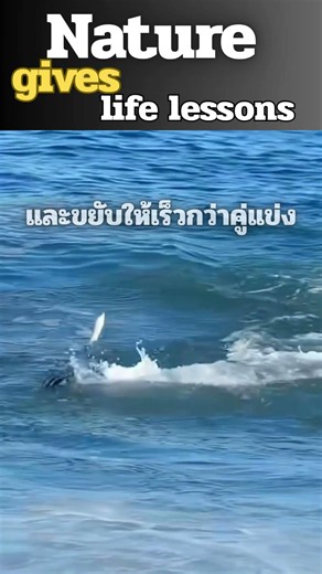 ปลาใหญ่กินปลาเล็ก แพ้หรือชนะ #ธรรมชาติให้ไอเดีย #animals #lifeisbutadream #facts #ข้อคิดชีวิต