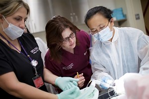 Veterinarian, dentist collaborate to help cat through unique dental procedure »  College of Veterinary Medicine » University of Florida