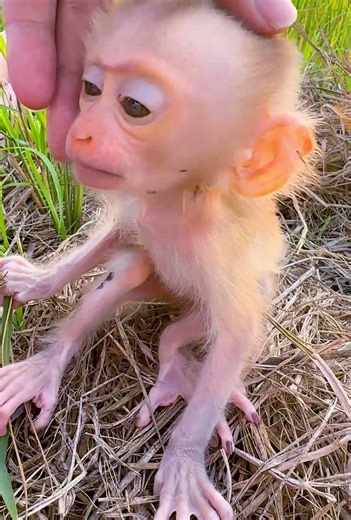 Baby Monkey Playing All Day