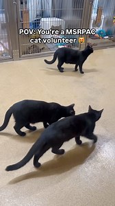 Join the Cat Volunteer Team at MSRPAC! 😻 Are you a cat lover looking for a meaningful way to spend your time? Become a volunteer at MSRPAC and help care for our amazing feline residents! As a Cat Volunteer, you get to: 🐾 Provide daily enrichment and socialization 🐾 Play, pet, brush, cuddle with them 😸 🐾 Share insights about each cat’s personality 🐾 Share pictures/videos to help get them adopted Why Volunteer with Us? 🧡Make a difference in the lives of cats waiting for homes. 💙Gain experi