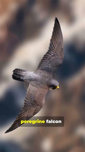 Nature’s quickest hunters !