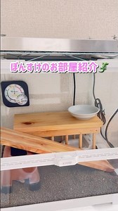100均アイテムで作ったレオパのお部屋🦎🏠 #レオパ #ヒョウモントカゲモドキ #爬虫類 #leopardgecko #ケージレイアウト #レオパのいる生活 #ペット