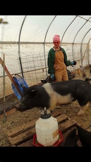 Piglets Coming Soon | Preparing Our Mama Pig