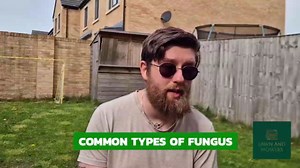 How To Spot And Treat Fungal Lawn Diseases