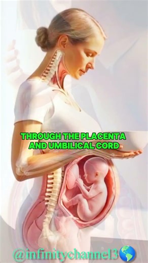 BABY INSIDE THE MOTHER ❤️ |#pregnancy #anatomy #baby #sciencecraft #