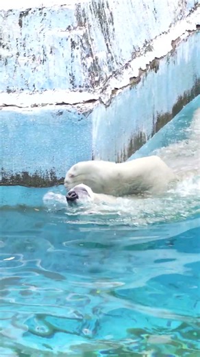 Polar Bear "Hochan" 10 swimming #zoo#polarbear