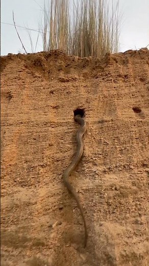 How did the snake suddenly catch the mouse? #youtubeshorts