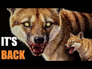 The Truth About The Tasmanian Tiger We All Got Wrong | Thylacine Documentary