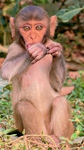 Baby monkey Licking his hand😊 . . . . . . . . . . #LaughWithAnimals #babymonkey | Laugh with Animals