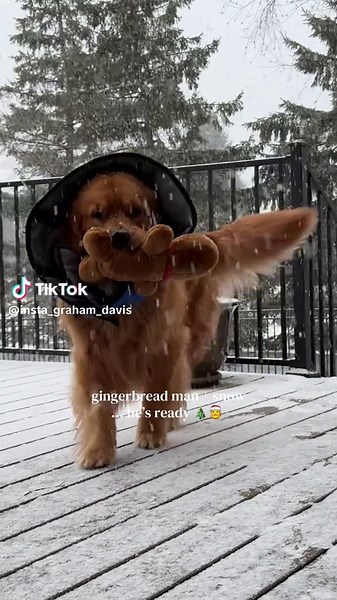 snow is bringing him back to his usual self 🥹 #dogsoftiktok #goldenretriever #snow