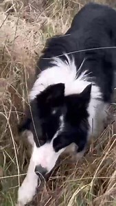 14K views · 1.9K reactions | Do you like to enjoy the countryside?...