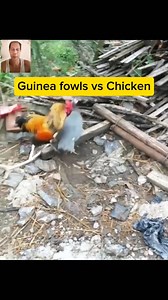 11K views · 50 reactions | Guinea fowl vs Chicken #guineafowl #chicken #reelsviralシfb #viralreelsシ #trendingreelsvideo #trendingreel | Big bang vlog | Facebook