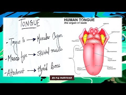 Anatomy of the Tongue & Physiology of the Taste(WITH EASY NOTES) EXPLANATION IN HINDI | N.G MEDICALS
