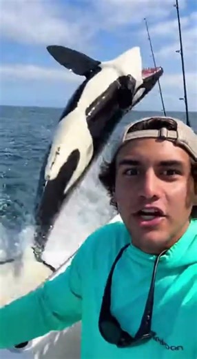 Orca Steals Fish Live on Stream!