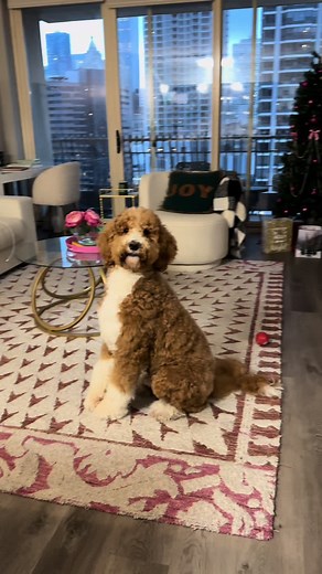 A Day in the Life of a Golden Doodle in Chicago