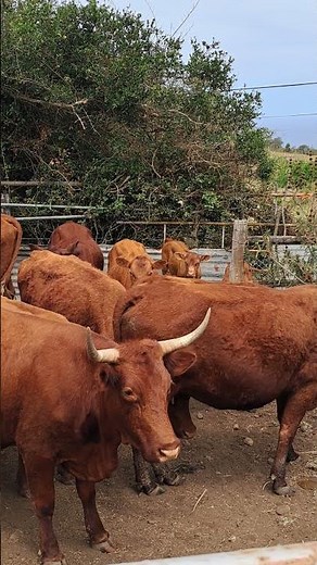 The Cattle That Changed Africa Forever