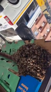 A Malawian 🇲🇼 immigrant who's trolly Was Taken by Metro police🚨 In Johannesburg🇿🇦 CBD for Trading illegally in The City amid by Law Enforcement allegedly sent a Swan of Bees 🐝 to Surround The Trolly and Prevent it from being taken Apparently the Cops Had to Let The Trolly go And Run for their Lives 😄 | Zim Scandals Gossip and News