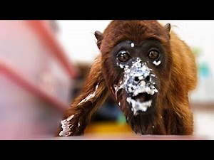 Orphaned howler monkey is such a messy eater