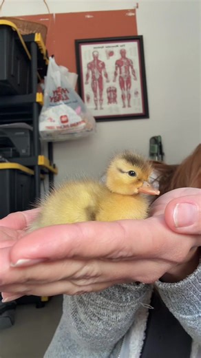 Discover the Adorable World of Duckling Hatching