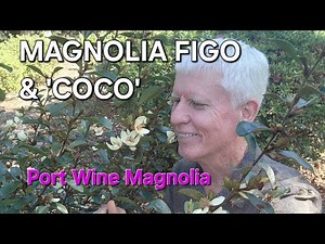 Deliciously Scented Port Wine Magnolia