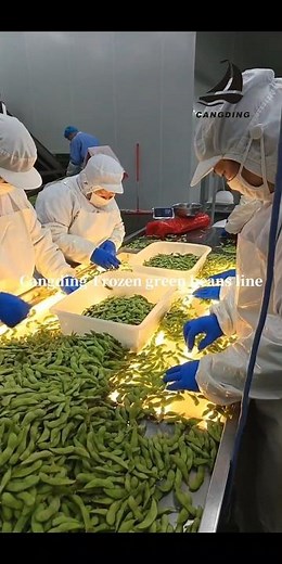 Frozen green beans line，How can we extend the shelf life of green beans by quick-freezing?#beans