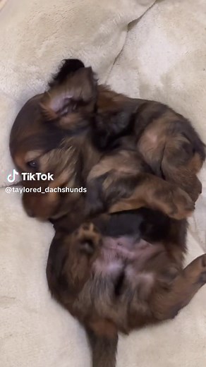 Taylored Dachshunds on TikTok