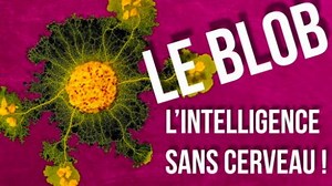 Le Blob : les incroyables capacités d'un génie sans cerveau
