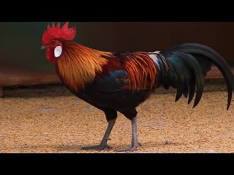 Red jungle fowl, All Junglefowl Species