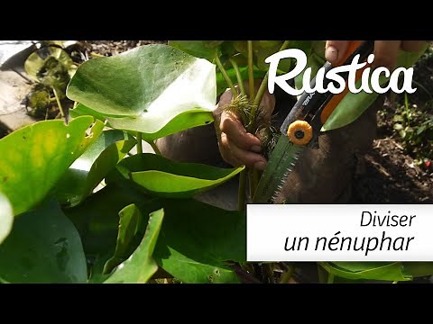 How to divide water lily