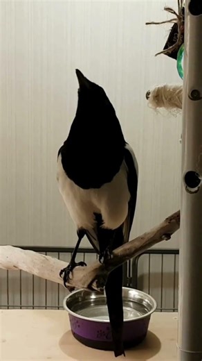 Incredible talking magpie #funnyanimals #birds