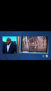 🚨BREAKING. Operation Lebo Sentencing Update. Nearly a year after ARM revealed its undercover investigation and rescued victims of an illegal slaughter farm in Fort Pierce, Florida, the two responsible cold-blooded killers of this operation pled guilty to multiple animal cruelty crimes of torture. Despite the incredible efforts of the Pt. St Lucie Sheriff’s Department and Prosecutors, the judge settled on a sentencing that ARM’s Founder stated, “ “…is inadequate for the torture and the abuse and